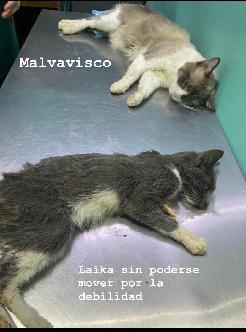 iGoyoDestroys's tweet photo. Buenas tardes, en fundación anum para ayudar animales estamos atendiendo tres casos muy complicados:
1. Flumpo, gatito blanco con negro que es sospechoso a PIF, enfermedad mortal, así que está muy delicado.
2. Laika, gatita con enanismo de dos años de edad, presenta cuadro agudo de giardiasis. 
3. Malvavisco, gato de 4 años con obstrucción de vías urinarias.
La cuenta hasta ahora es de 4000mxn y va en aumento por los días de hospitalización. Cualquier donativo sería muy valioso.
Pueden donar a la cuenta de Fundación Anum para ayudar animales AC (pueden corroborar en banxico que es cuenta de A.C)
BBVA
Tarjeta: 4555 1130 0974 5771
Clabe: 012320001185581328

Laika y Flumpo se encuentran internados en INOVET sucursal 56 en gdl, teléfono 33 2301 4461 por si quieren preguntar, también pueden preguntar si pueden hacer donativos directamente en la veterinaria, desconozco si se puede. Muchísimas gracias! 
Me ayudan con un RT? @KevinMaskedMan @Emmanuel_Night @RicardoBSalinas @Prankedyy @MundoPatitas @FundacionToby
