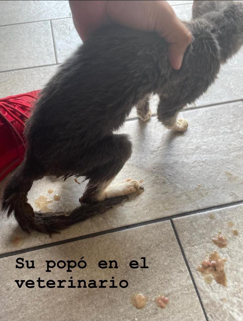 iGoyoDestroys's tweet photo. Buenas tardes, en fundación anum para ayudar animales estamos atendiendo tres casos muy complicados:
1. Flumpo, gatito blanco con negro que es sospechoso a PIF, enfermedad mortal, así que está muy delicado.
2. Laika, gatita con enanismo de dos años de edad, presenta cuadro agudo de giardiasis. 
3. Malvavisco, gato de 4 años con obstrucción de vías urinarias.
La cuenta hasta ahora es de 4000mxn y va en aumento por los días de hospitalización. Cualquier donativo sería muy valioso.
Pueden donar a la cuenta de Fundación Anum para ayudar animales AC (pueden corroborar en banxico que es cuenta de A.C)
BBVA
Tarjeta: 4555 1130 0974 5771
Clabe: 012320001185581328

Laika y Flumpo se encuentran internados en INOVET sucursal 56 en gdl, teléfono 33 2301 4461 por si quieren preguntar, también pueden preguntar si pueden hacer donativos directamente en la veterinaria, desconozco si se puede. Muchísimas gracias! 
Me ayudan con un RT? @KevinMaskedMan @Emmanuel_Night @RicardoBSalinas @Prankedyy @MundoPatitas @FundacionToby