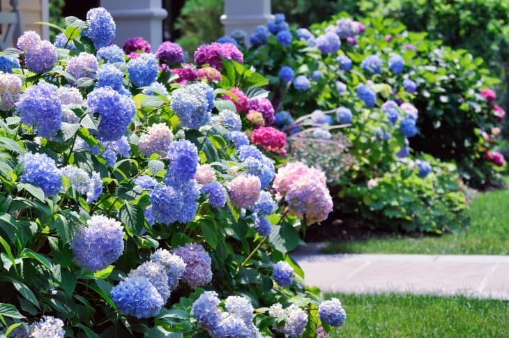 AngieOSteen's tweet photo. If you’re selling your home during warm-weather months, your curb appeal needs to be top notch. Here are some flowers that buyers may like more than others! https://t.co/ifQ7ubjKS3 https://t.co/2MynX94Vkt
