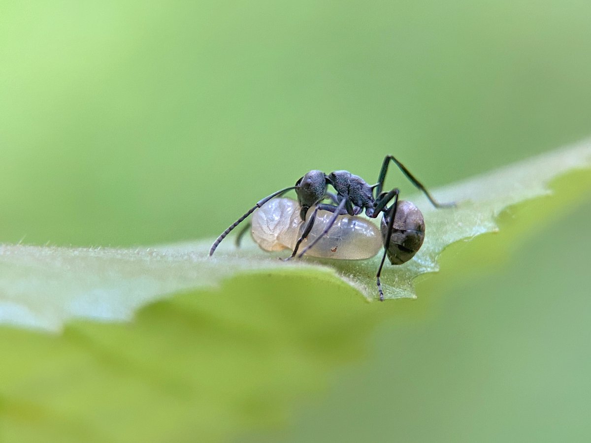 Tanlaphoto's tweet photo. A great #meal!

https://t.co/HKImc5FgLE

by: ML38X #Zoomable #MacroLens
 #ants #antphotography #insect #insects  #insectphotography 
 #MacroLens #MacroPhotography #MacroPhoto 

#iPhone #iPhone14ProMAX #iPhone14Pro #iPhone14 #iPhone14Plus
#GalaxyS23 
#huawei #xiaomi #oppo #vivo https://t.co/RyxodltfxJ
