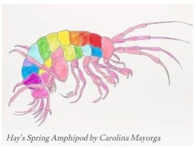 amayrianne's tweet photo. I recently learned of this super cute initiative looking to bring #EndangeredSpecies sculptures made by local artists to the Woodley/#ClevelandPark and @NationalZoo neighborhood. This looks like such a unique idea! https://t.co/S2rbfZLG72 https://t.co/VsDvxrNJ60
