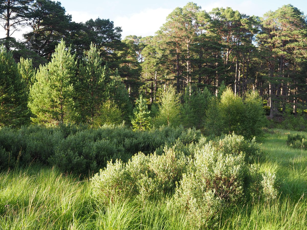 MarLodgeNTS's tweet image. Lovely evening to spend in the #pinewood collecting bog myrtle, one of the key botanicals for Pinewood Conservation #gin. A feel good gin as proceeds go back into supporting our work to restore the pinewoods. NTS shop nts.org.uk/shop/pinewood-…… #scottishgin
@craftginclub