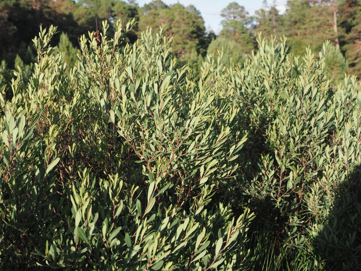 MarLodgeNTS's tweet image. Lovely evening to spend in the #pinewood collecting bog myrtle, one of the key botanicals for Pinewood Conservation #gin. A feel good gin as proceeds go back into supporting our work to restore the pinewoods. NTS shop nts.org.uk/shop/pinewood-…… #scottishgin
@craftginclub