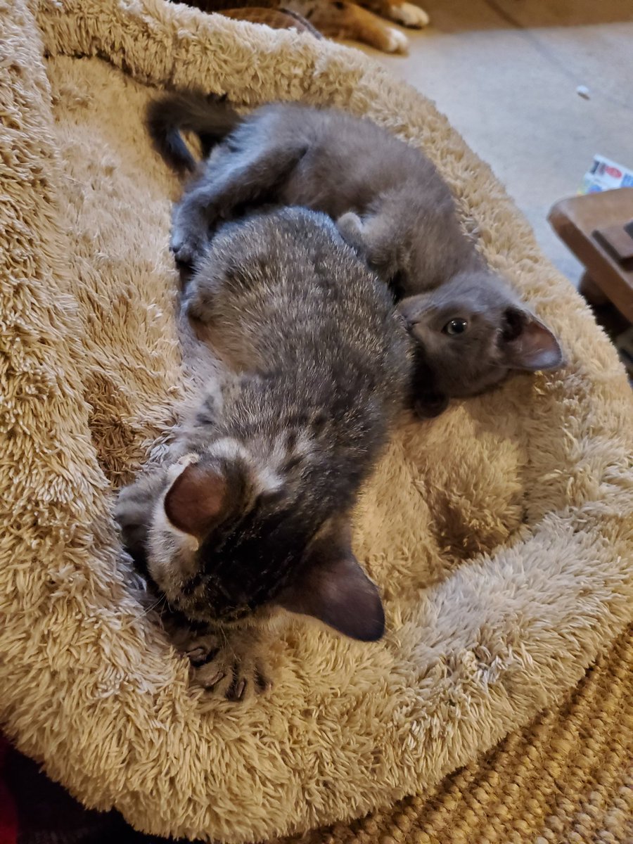 MusakManiak's tweet photo. Little mews! #kittens #cat #CatsOfTwitter #meow #kittensoftwitter https://t.co/vvPssr7mQJ