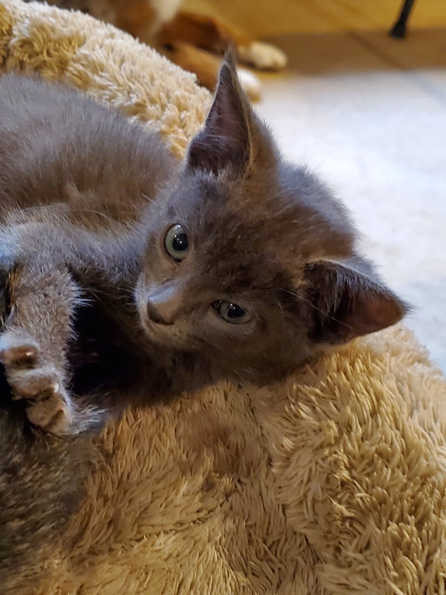 MusakManiak's tweet photo. Little mews! #kittens #cat #CatsOfTwitter #meow #kittensoftwitter https://t.co/vvPssr7mQJ