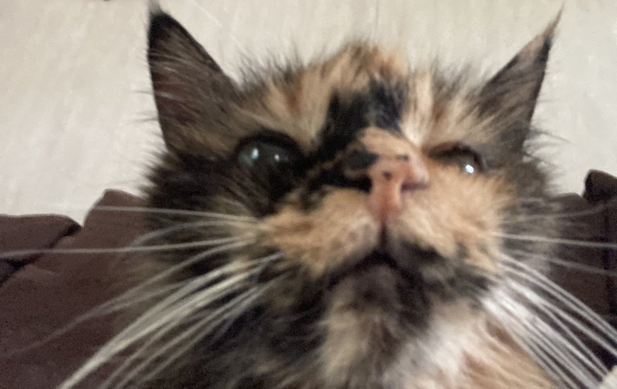 BebySushi's tweet photo. Evarywon……:::: peas bee quite 🤫 Ime am on an worke calle. Ime an librarion 📖

Incase,,,, you dide not be  knowimg https://t.co/JfK5LiF2uq