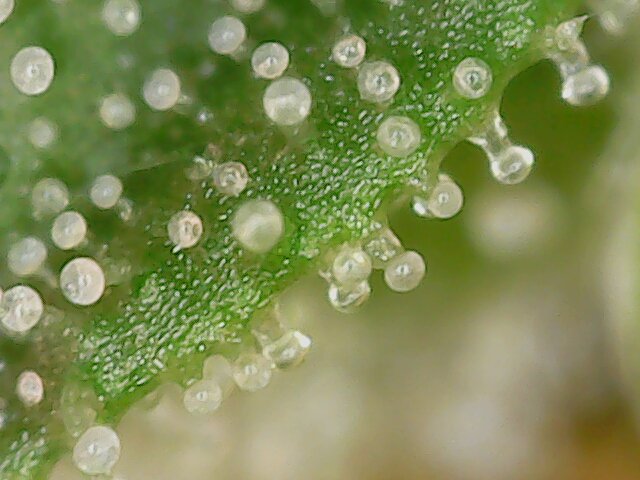 Sbray420's tweet photo. Messing around with my new scope from Amazon. 1 of my autos is almost done. This little scope was cheap and works awesome. @420fastbuds #koshercakes #legalcannabis #ohcanada #CannabisCommunity https://t.co/N1w3G8CzUD