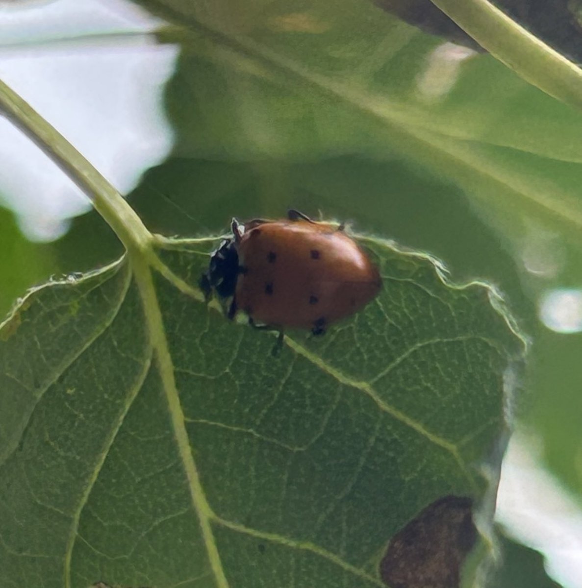 sunbittern's tweet image. Ladybugs on my tiny aspen (fighting some sort of fungus). four individuals, seemingly four species. Would love ID help on the first one- big, almost dime sized!
