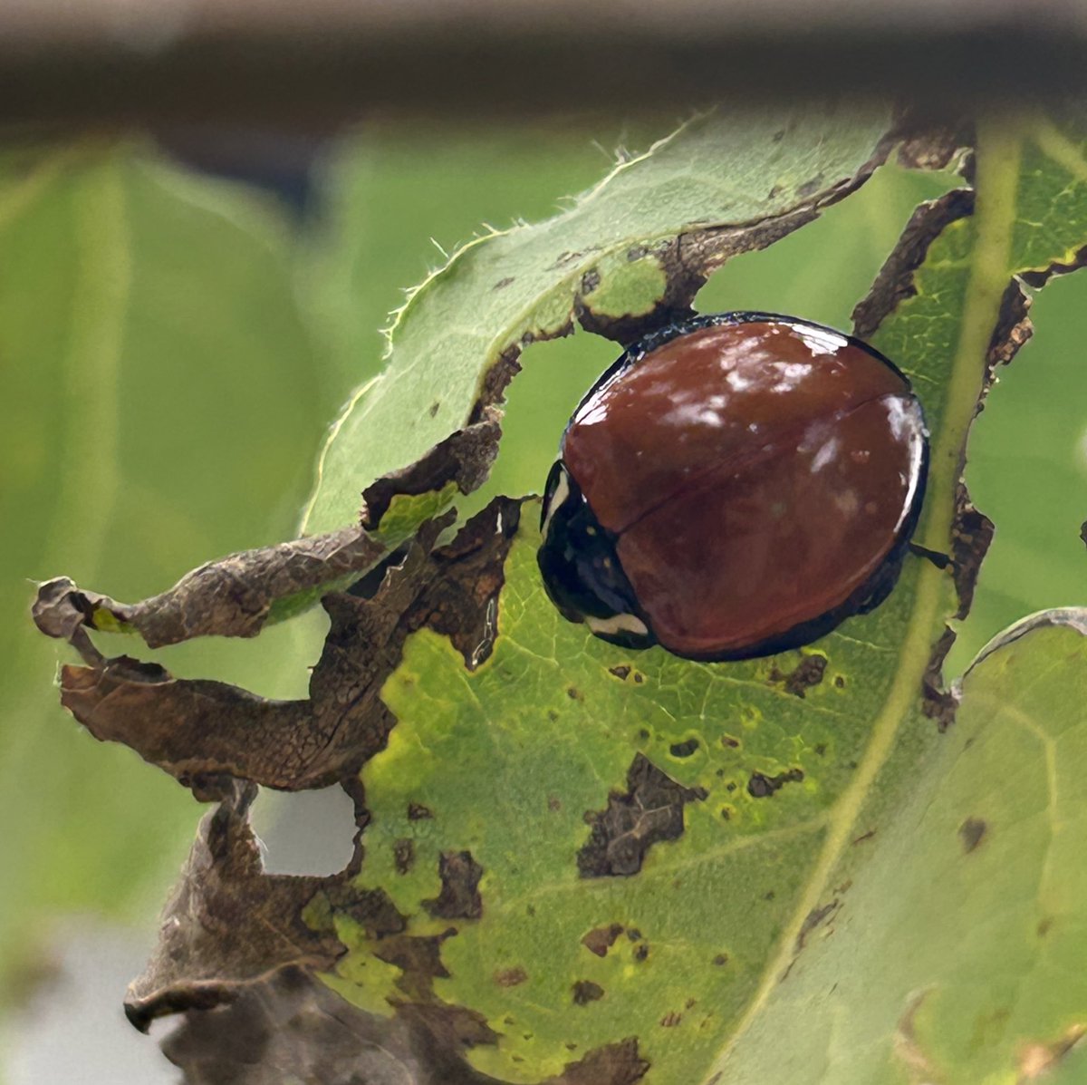sunbittern's tweet image. Ladybugs on my tiny aspen (fighting some sort of fungus). four individuals, seemingly four species. Would love ID help on the first one- big, almost dime sized!