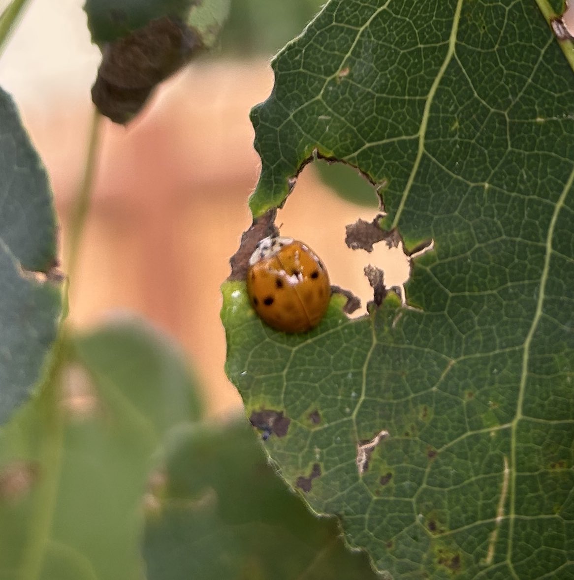 sunbittern's tweet image. Ladybugs on my tiny aspen (fighting some sort of fungus). four individuals, seemingly four species. Would love ID help on the first one- big, almost dime sized!