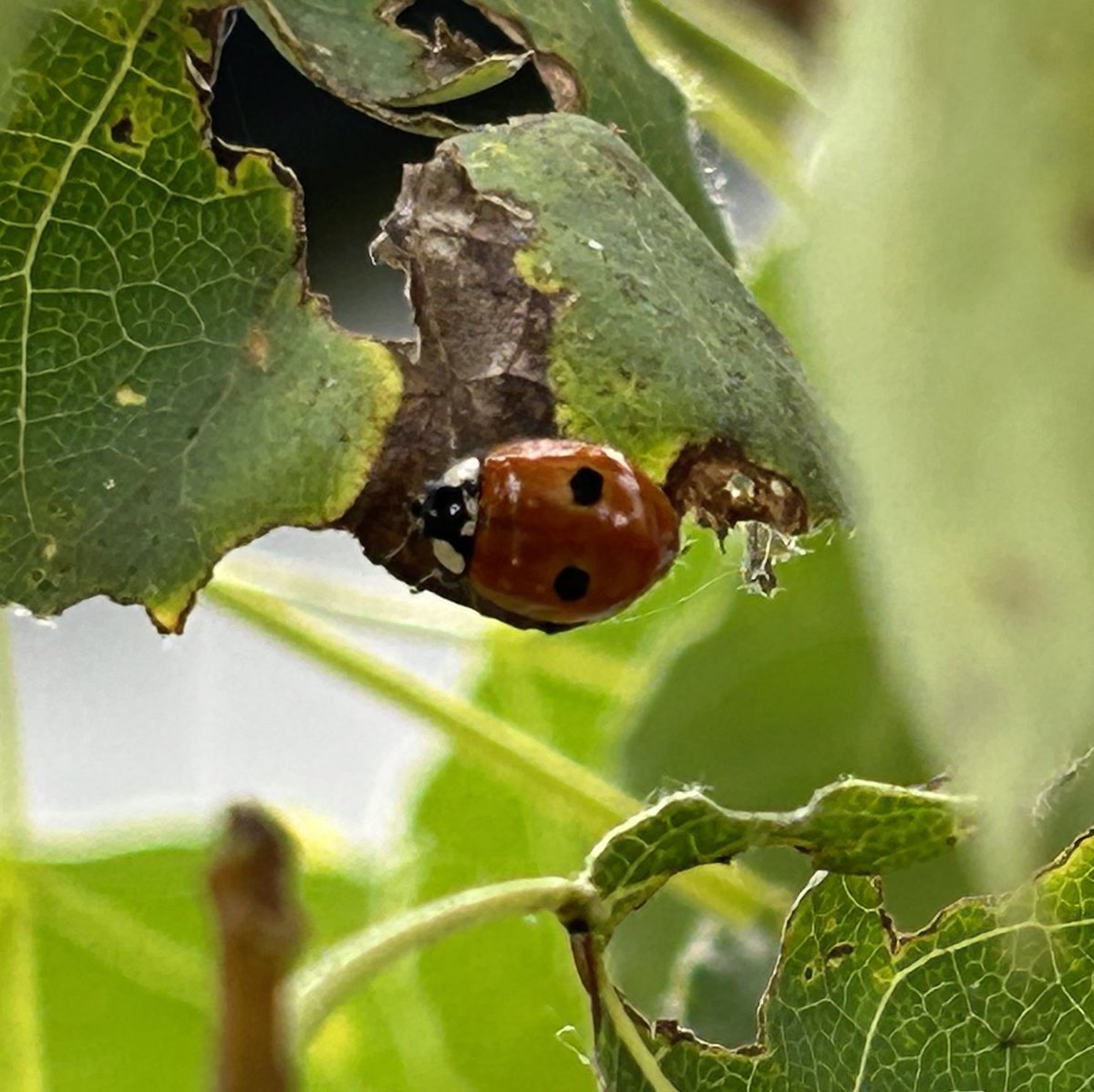 sunbittern's tweet image. Ladybugs on my tiny aspen (fighting some sort of fungus). four individuals, seemingly four species. Would love ID help on the first one- big, almost dime sized!