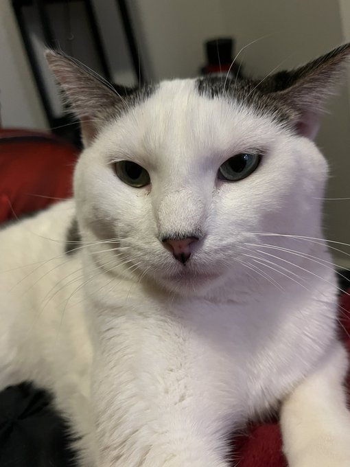 &ldquo;Long live the king,&rdquo; I say as I push him off the bed because he&rsquo;s laying on my side https://t.co/f0