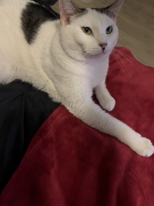 &ldquo;Long live the king,&rdquo; I say as I push him off the bed because he&rsquo;s laying on my side https://t.co/f0