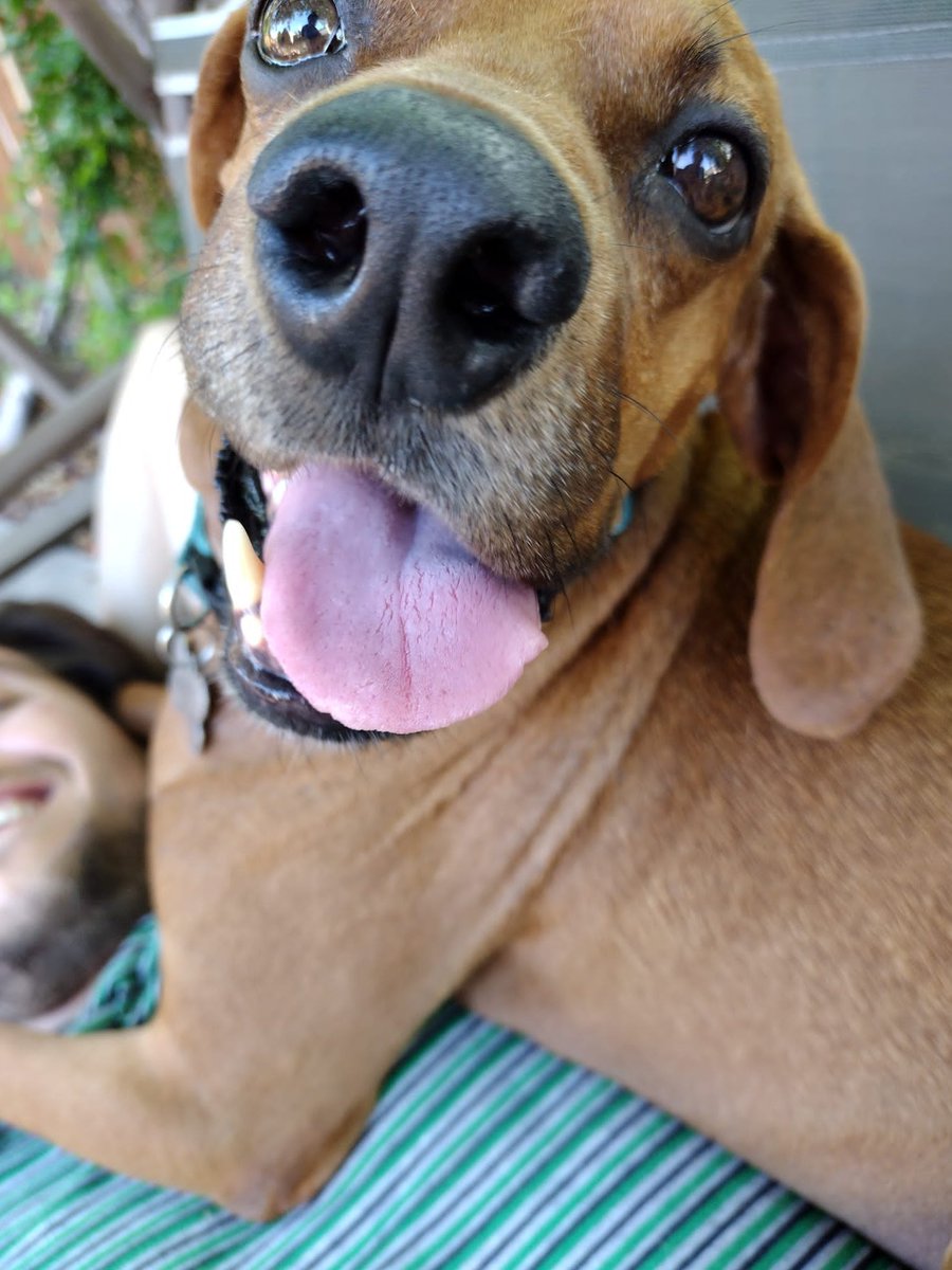 Real_Lil_Mango's tweet photo. Oh hi guys how is everyone enjoying the summer? I am sitting on a being on a swing and it is so fun!
#dogs #summer #fun #swing #Dad #MeAndDad #SoFun #BugBoy #BoyDad #DadAndBug https://t.co/59R6lnt0qc