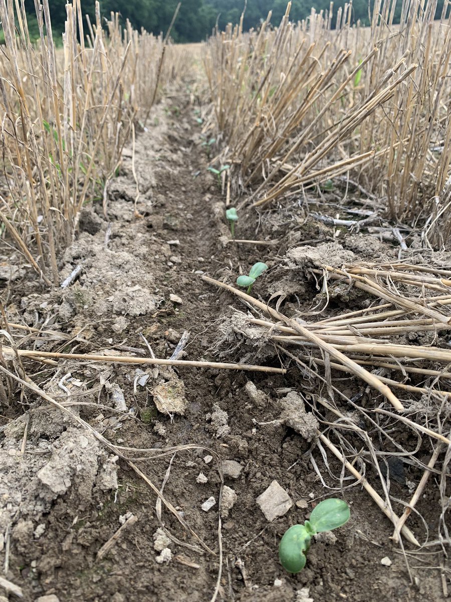 JACrouse91's tweet image. First time planting #sunflowers after wheat. These were planted last Friday, and I’m really pleased with the emergence of these guys. #NuSeed #CumberlandCountyPa