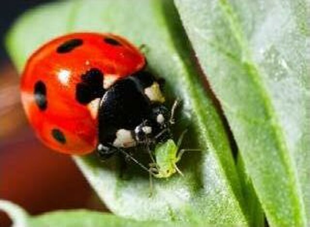 pchittum's tweet photo. Came across this image just now. I love it because it reminds me that what we often think of as a cute little bug...

...is actually a badass voracious merciless aphid killer that has predator countermeasures. 

Be a ladybug... https://t.co/jjoFliPLwc
