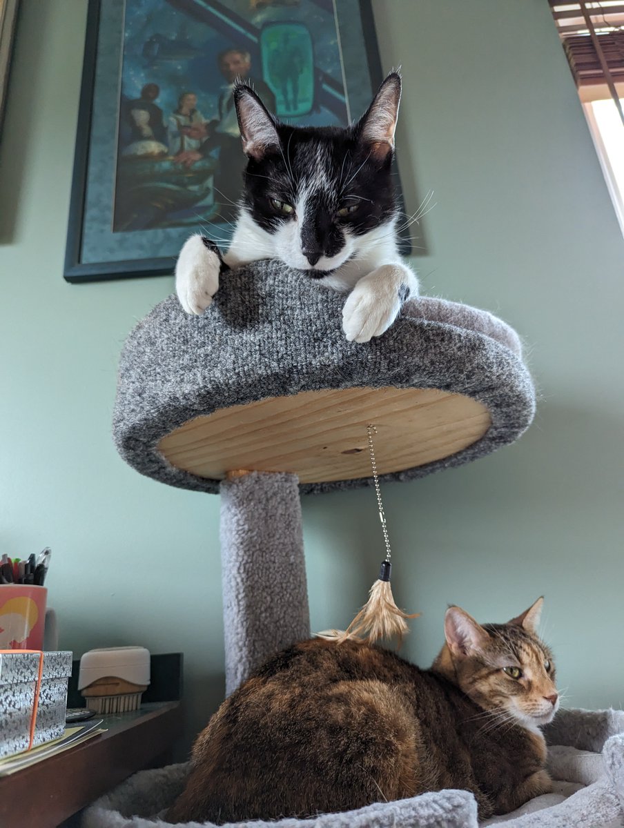 scamperbeasts's tweet photo. "Shenanigans? Why, yes. There shall be shenanigans GALORE." https://t.co/OBhwEajTC0
