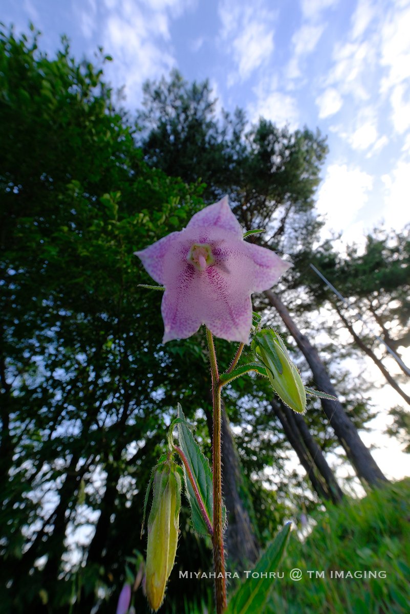 TmAquila's tweet photo. 光るホタルを袋に入れて愛でたことに由来する風情ある夏の花。おはようございます。
#赤城高原
#ホタルブクロを下から覗いてみよう
#イマソラ
#fujifilm_xseries
#xf8 https://t.co/xhlGDndck2