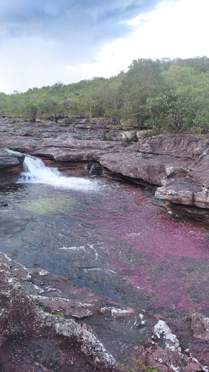 escritoenmi's tweet photo. Hablemos de belleza. Caño Cristales. https://t.co/LHuSKt6OWn