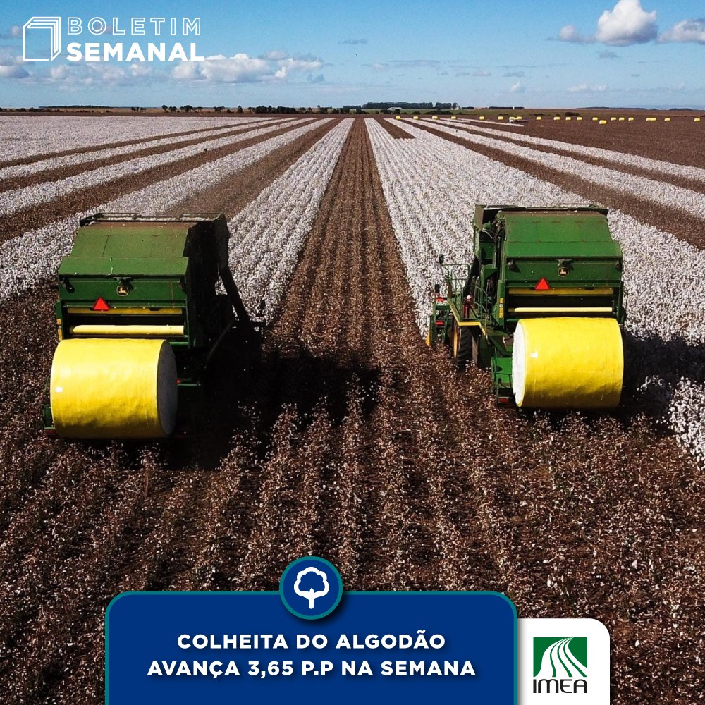 Até a última sexta-feira (14/07), 6,85% da área total projetada para o algodão em Mato Grosso havia sido colhida, 15,87 p.p. e 6,72 p.p. atrás do mesmo período da safra 21/22 e da média dos últimos cinco anos, respectivamente.