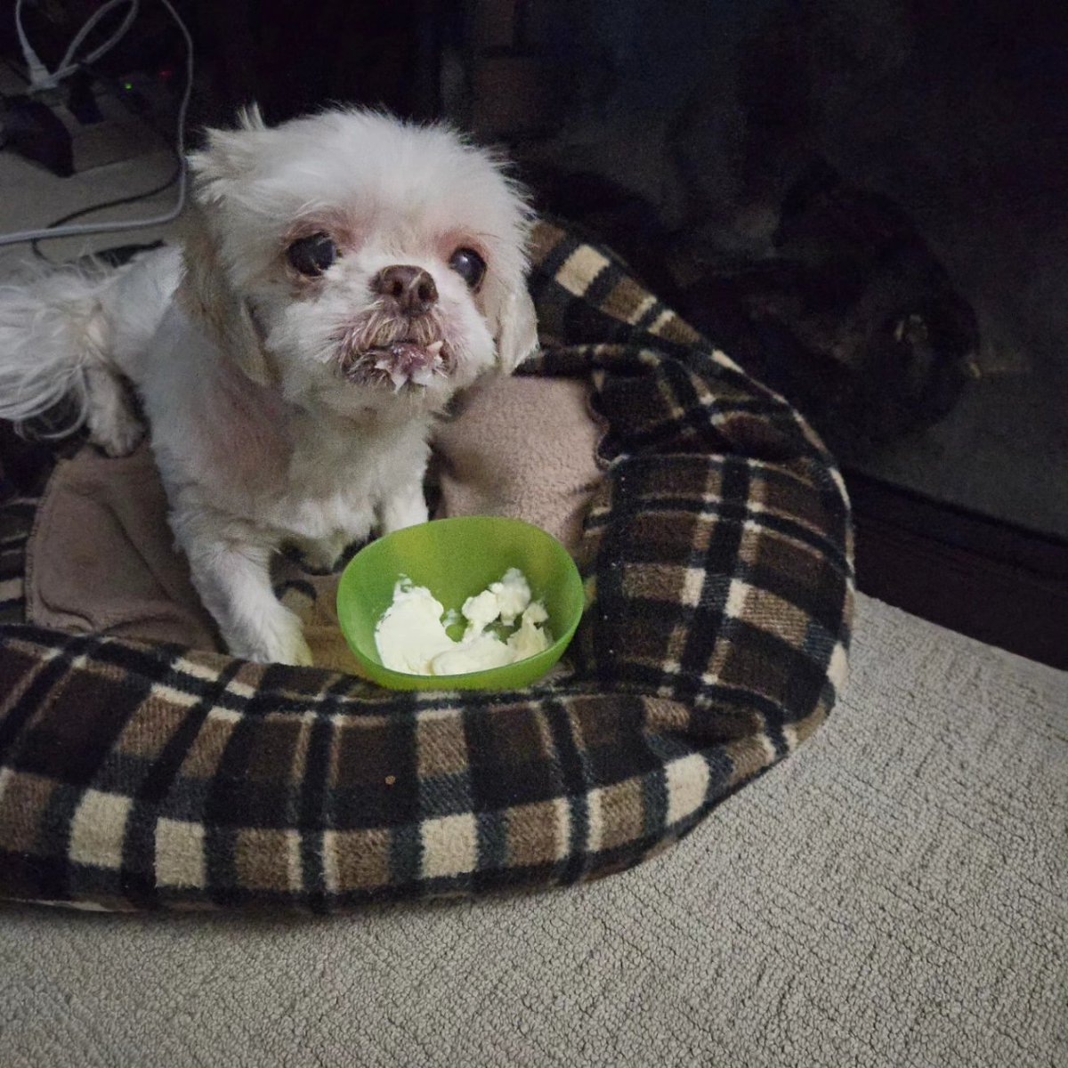 mattsauve19's tweet photo. Love your pets extra hard tonight
#ripizzy โค๏ธ https://t.co/AnvAMEZysy