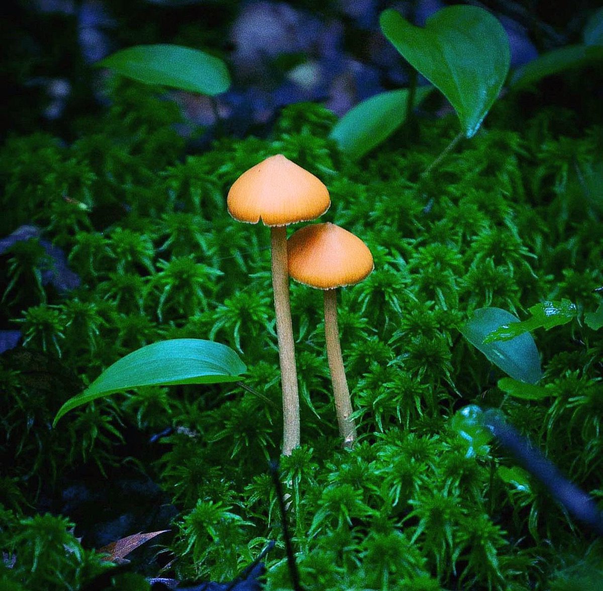 PlantSnap tweet media