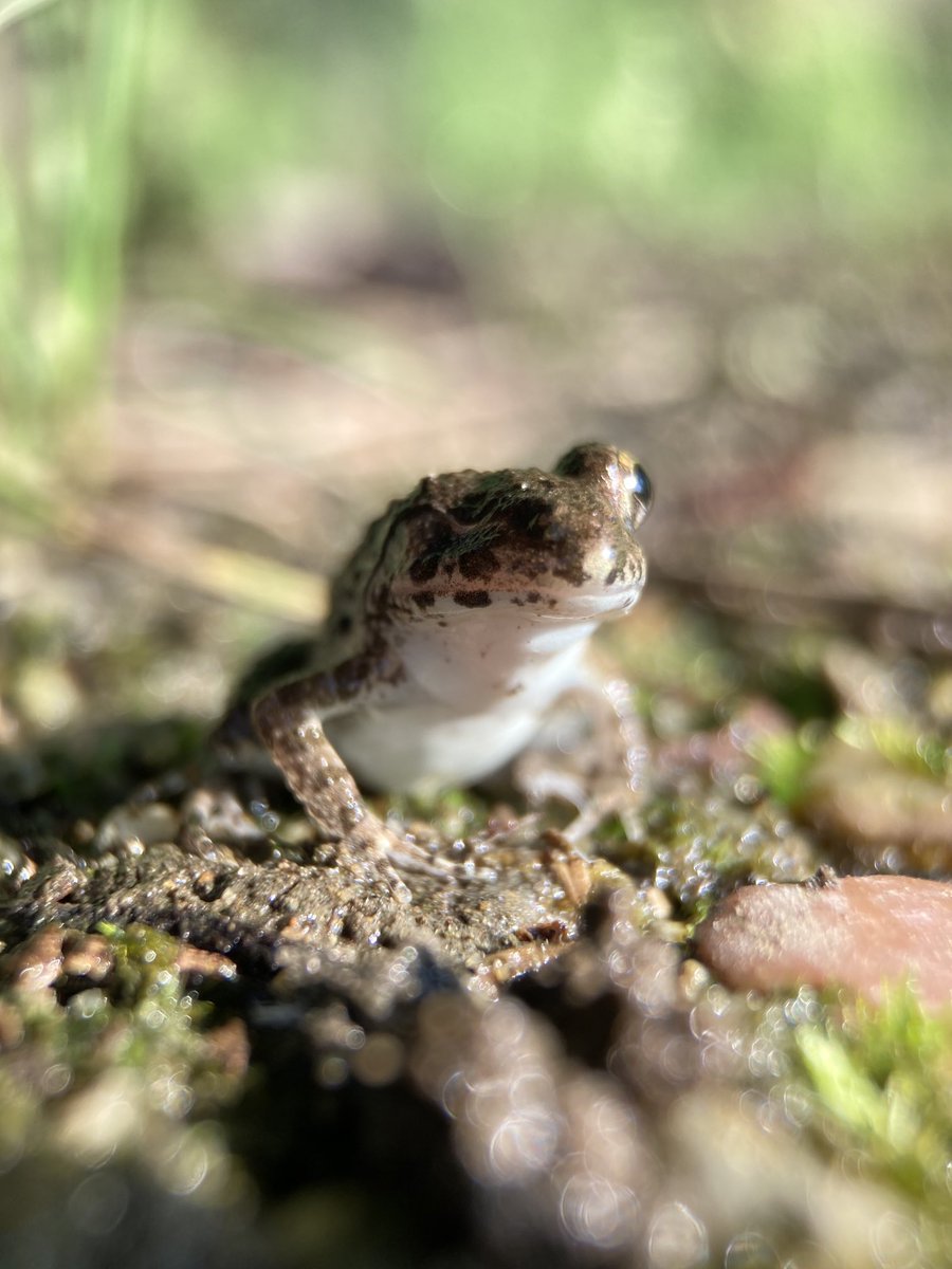 norio_nomura's tweet image. #隻眼の沼蛙 #oneeyedfrog #ヌマガエル #沼蛙 #fejervaryakawamurai #蛙 #frog #🐸 #7x #macro #olloclip @ 弥厚公園