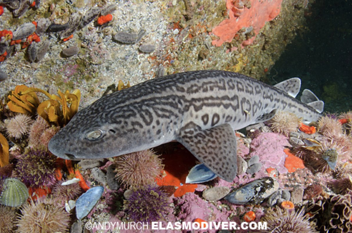 jimwharton's tweet photo. When you're annoyed by scientific names as a communicator, here's an example where they come in handy. There are (at least) 3 sharks, 4 rays/skates, and 1 chimera called leopards including Obscure Shark 15, this gorgeous leopard catshark (Poroderma pantherinum). #DiverseSharks https://t.co/9uoUVHQg1U