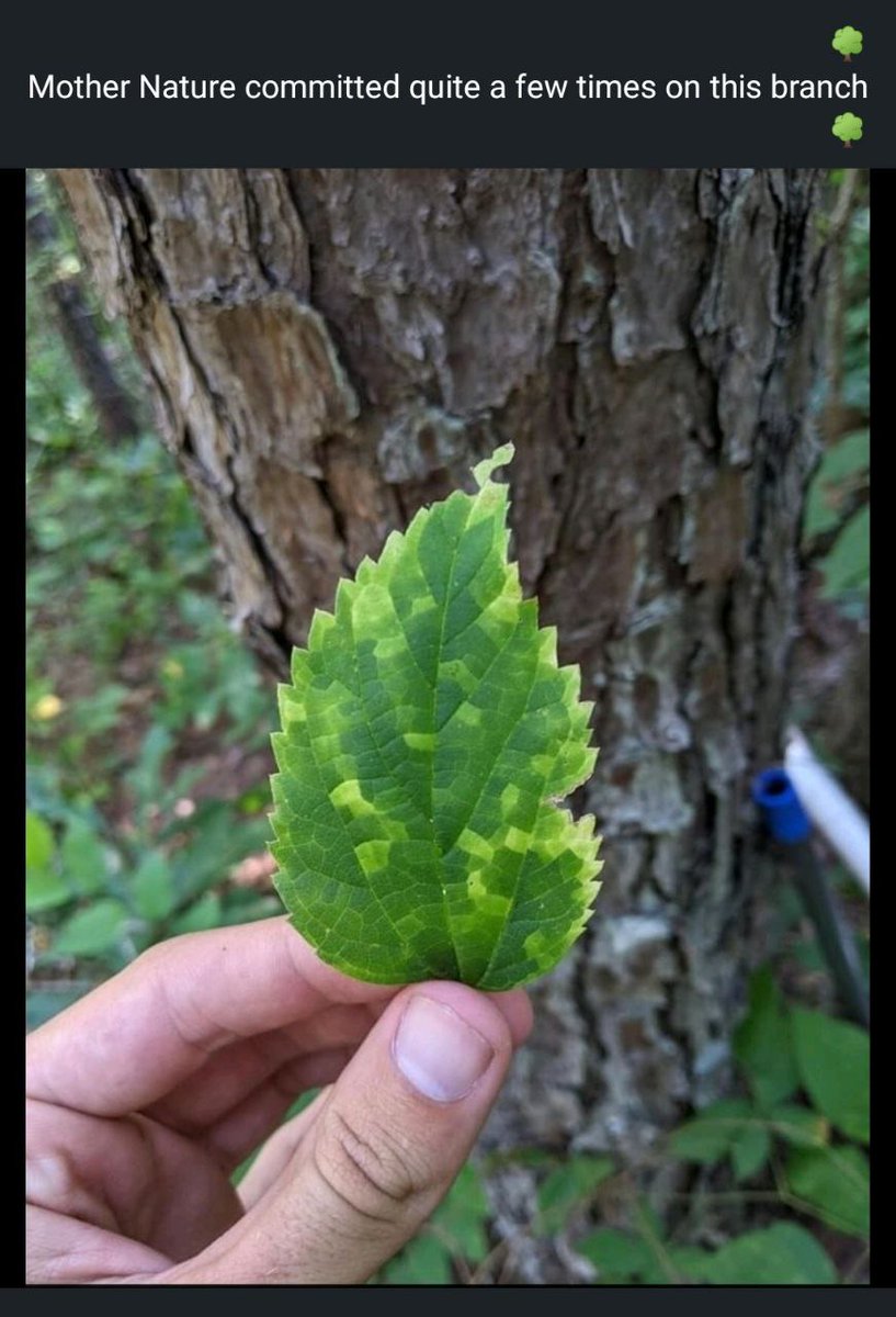 testing53501508's tweet photo. motherNatureCommitedQuiteAFewTimesOnThisBranch - https://t.co/VAeziNofAY #coding #programmerhumor https://t.co/9pG4ziljxl