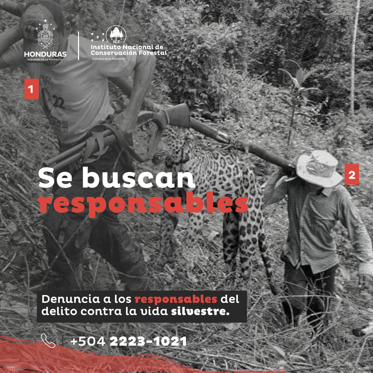 ICFHonduras's tweet photo. 1/2🚨Ayúdanos a encontrar a quienes atentan contra la vida silvestre.🐆

🔴Desde el ICF a través de la Fuerza de Tarea Interinstitucional contra el Delito Ambiental (FTIA), damos seguimiento a los casos emblemáticos en contra de la vida silvestre🐆🐾 https://t.co/wNU5fsbUBD