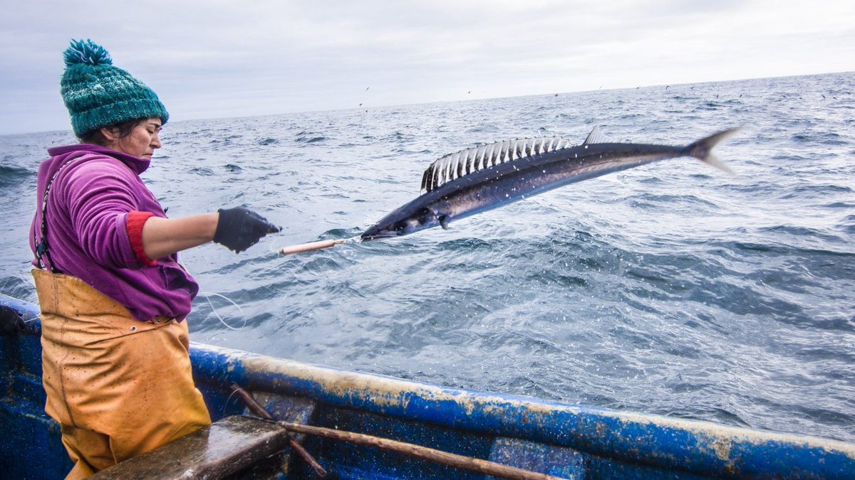 OceanOutcomes's tweet image. In promising social justice and ocean health news, the @PackardFdn ocean grantmaking will now center its support for ocean-dependent coastal communities.

Read more: bit.ly/44JyWde