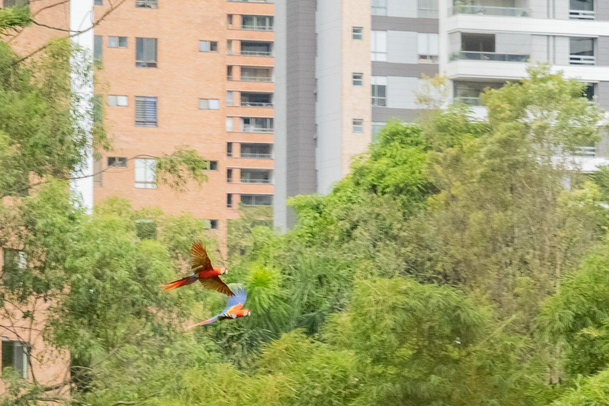 ricardoPerezR_'s tweet photo. La #biodiversidad urbana de #Medellin es nuestra mayor riqueza

Ojalá todas las personas en el mundo tuvieran el privilegio de vivir junto a cientos de árboles 🌳, aves 🦜, animales e insectos 🪲 de todo tipo

¡Aquí está nuestro mayor tesoro, que tenemos que proteger y potenciar! https://t.co/qpJwKzwsC1
