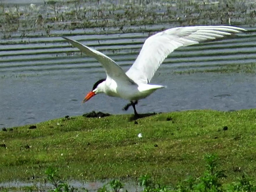 cihurst's tweet photo. Caspian Tern #SlaynesLane #Misson. 17-07-2023 @NottsBirders @Britnatureguide @NatureUK @Nottswildlife https://t.co/2sFxgZI0UP