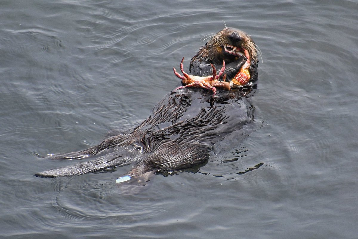 NativeSantaCruz's tweet photo. Otter 841 early this afternoon. I’ve never seen a sea otter bring up 2 crabs at once, leave it to 841 to be different! There was another capture attempt shortly after this, but they were once again unsuccessful and left the area https://t.co/EdrsgCWq0z