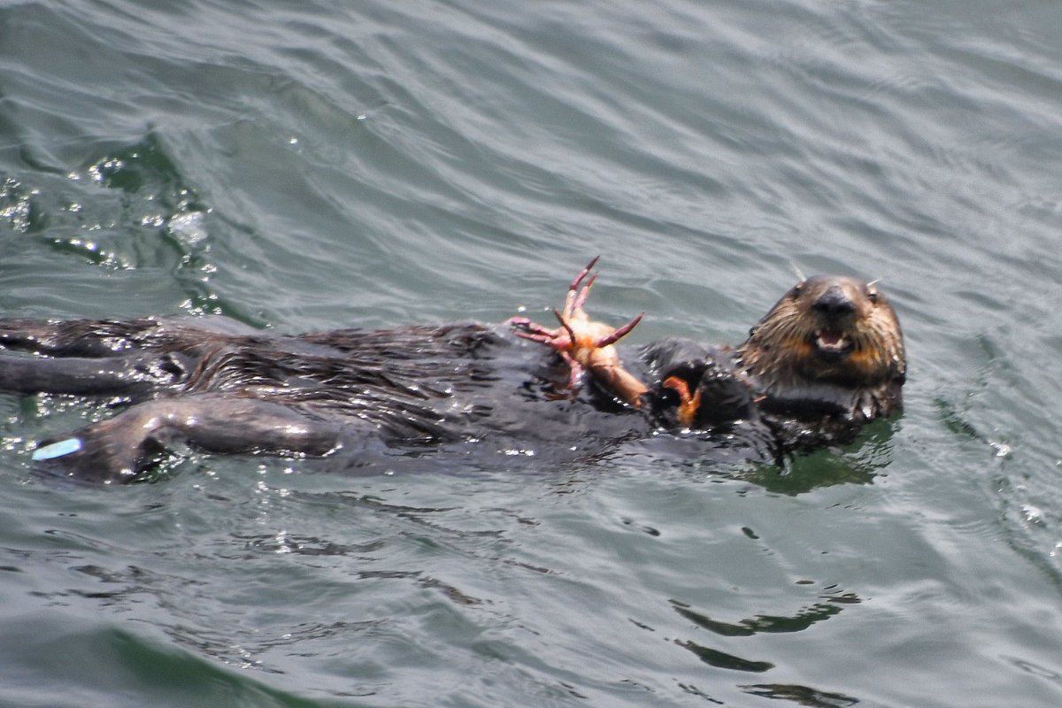 NativeSantaCruz's tweet photo. Otter 841 early this afternoon. I’ve never seen a sea otter bring up 2 crabs at once, leave it to 841 to be different! There was another capture attempt shortly after this, but they were once again unsuccessful and left the area https://t.co/EdrsgCWq0z