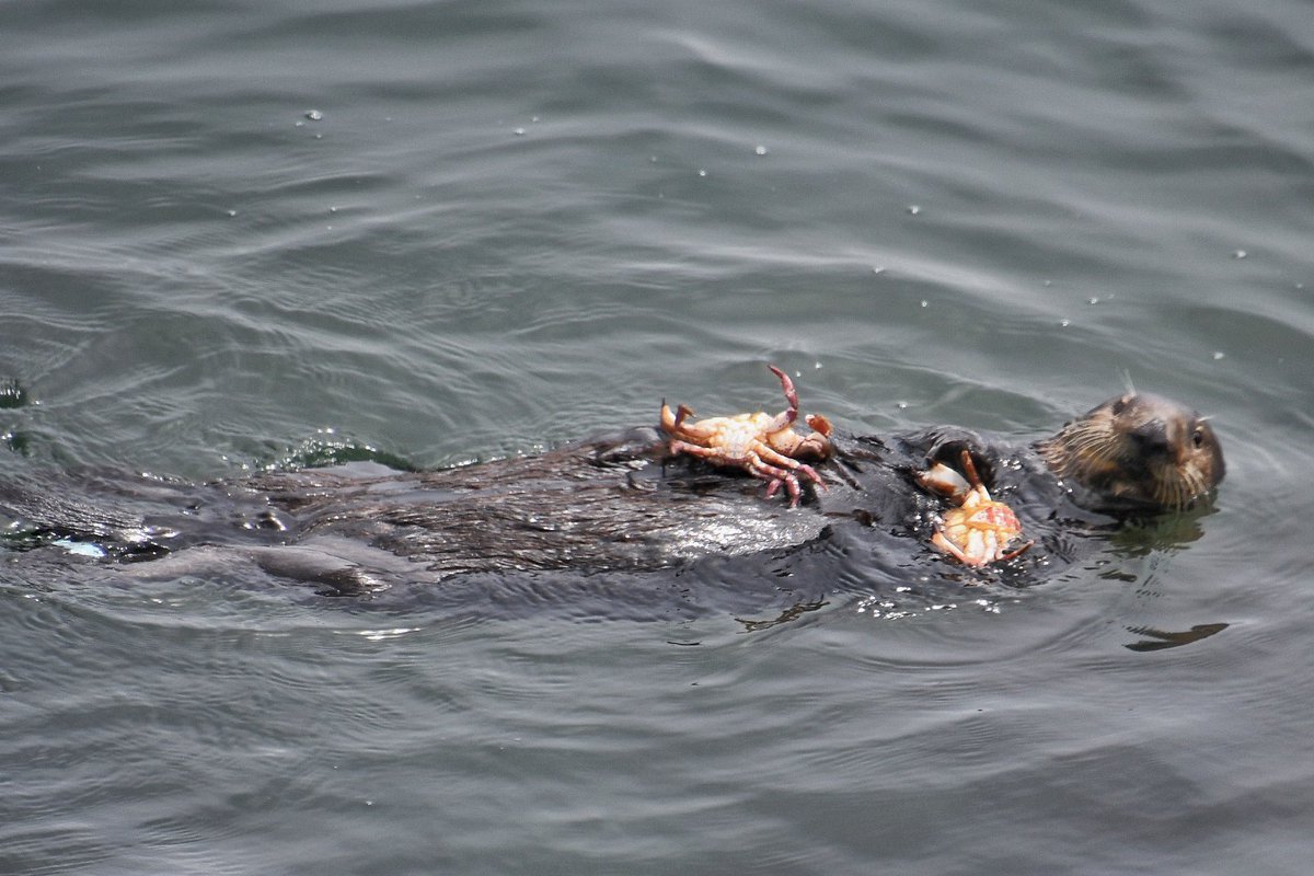 NativeSantaCruz's tweet photo. Otter 841 early this afternoon. I’ve never seen a sea otter bring up 2 crabs at once, leave it to 841 to be different! There was another capture attempt shortly after this, but they were once again unsuccessful and left the area https://t.co/EdrsgCWq0z