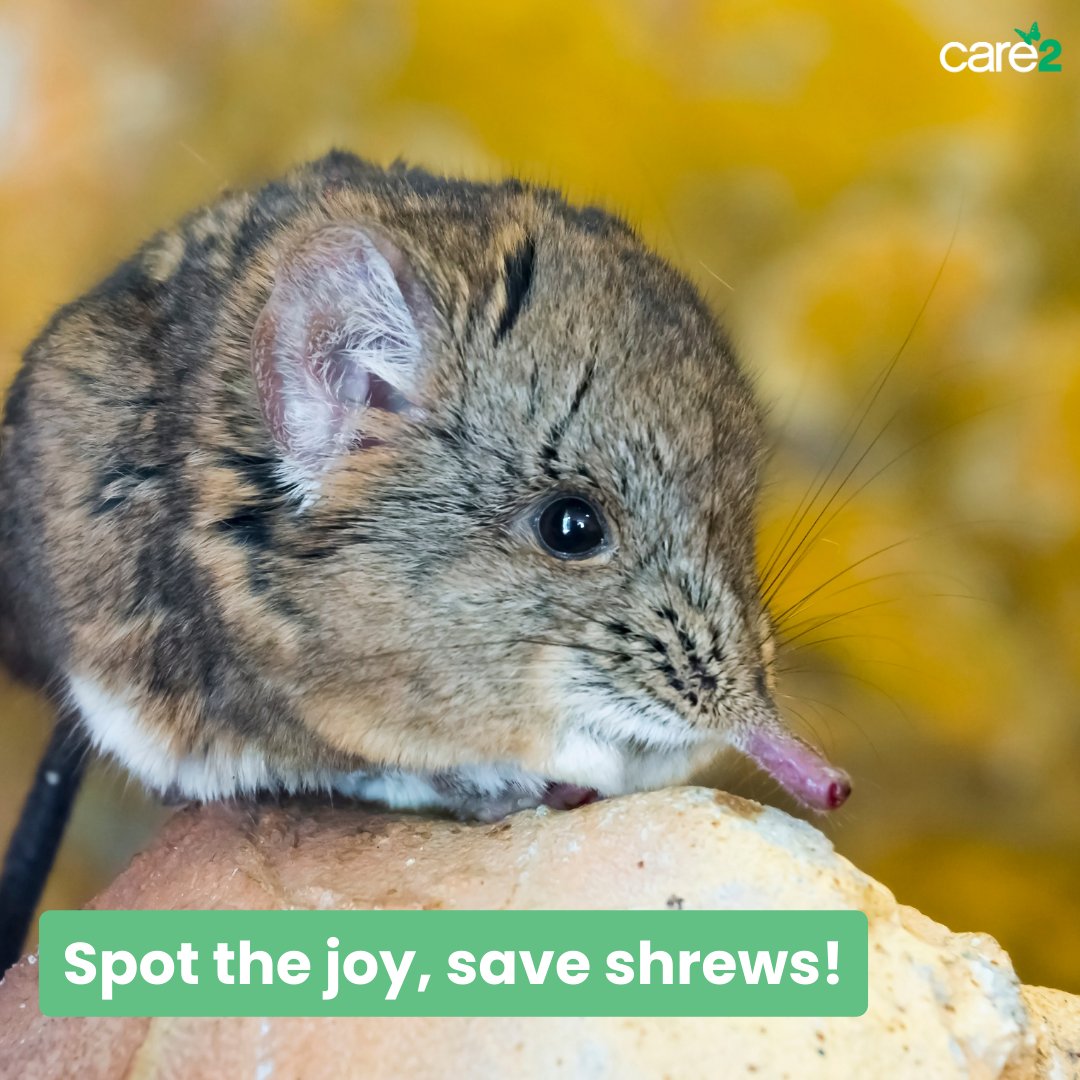 Researchers joyfully spotted 12 harmonious elephant shrews living together, thanks to sweet peanut butter treats! 🥜🐭 Let's cherish and protect these heartwarming moments by ensuring a brighter future for these adorable creatures. 🌿🐘❤️ ➡️ fal.cn/3zXAf