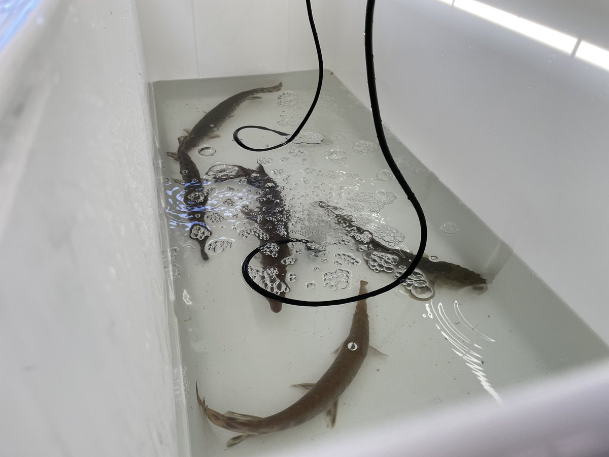 SolomonRDavid's tweet photo. Sneaking a peek at the cargo (gargo?), about 300 miles into #GarTrek, fishes and pilots are doing well! https://t.co/2ojebm5A5H
