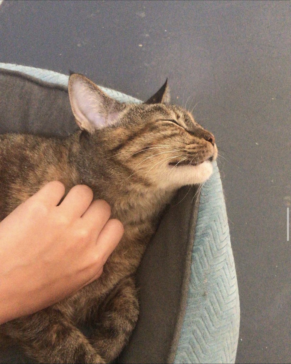vuela alto baby girl🌻, gracias por todos los cuddles q me dabas después de los exámenes de siritunga 😞🤍