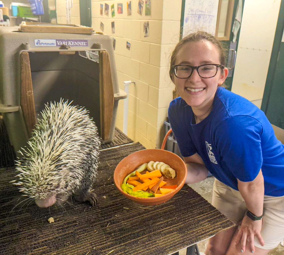 Our Zookeepers give CharCUTErie boards a whole new meaning! 🥗

Trying to find stimulating and enriching ways to feed George the prehensile-tailed porcupine, keeper Emily has been making him yummy and healthy charcuterie boards! #NZKW2023