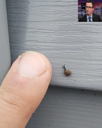 Found this little guy on my house. Fingernail for scale