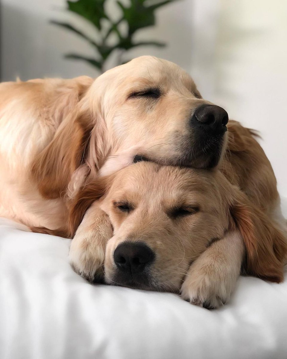 Golden Retriever Channel tweet media