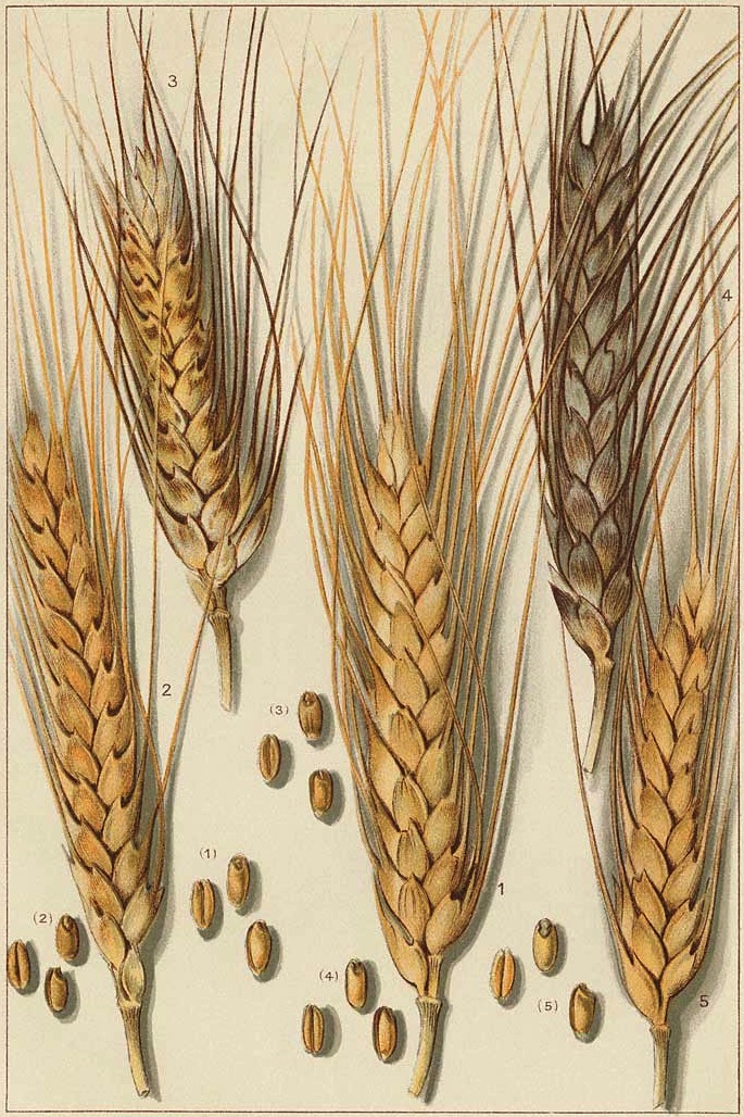 sansculotides's tweet image. Today is nonidi 29 Messidor in the year of the Republic CCXXXI, celebrating wheat.