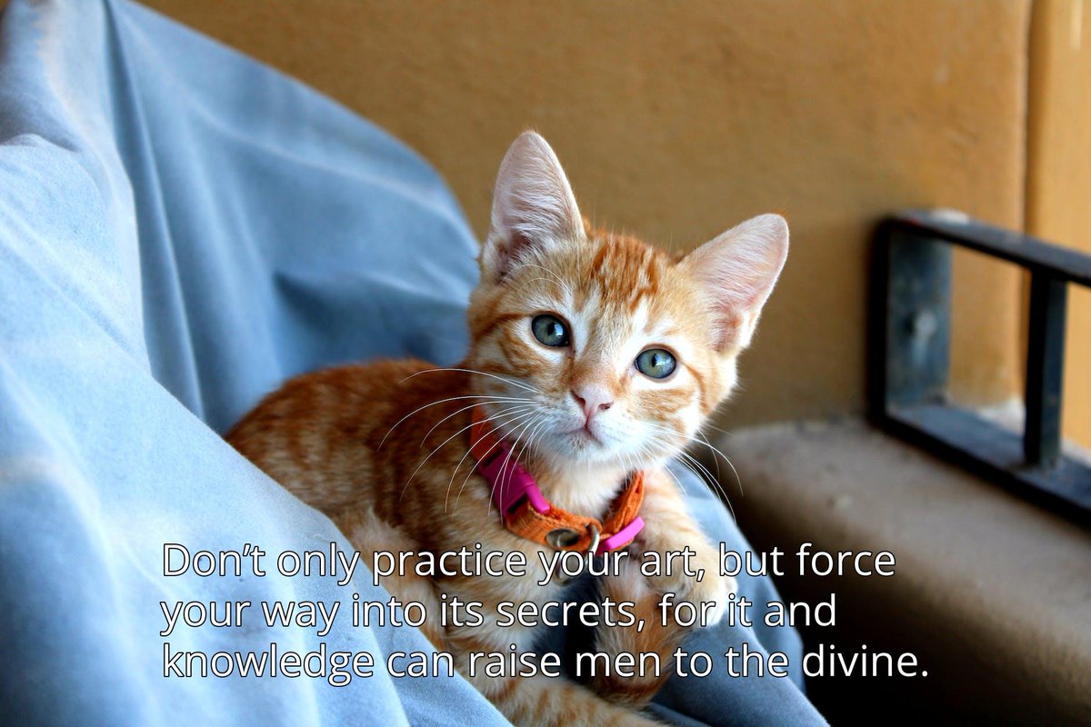 PhilosophyCats's tweet photo. Photo provided by Pexels: https://t.co/VfkySpLiUI

Photographer: Jorge Sandoval Lopez | https://t.co/7WsKsmFgYl
Original picture: https://t.co/8KX4U9kZIw

#philosophy #cats #CatsOfTwitter https://t.co/jMyLp6a87r
