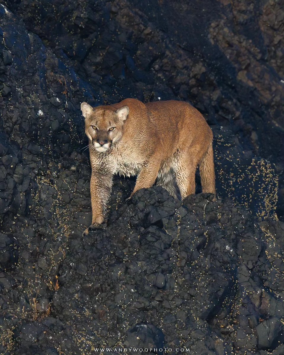 Ok, who had #cougar on their animal tidepool bingo card?! Sunday morning (7/16) a cougar was spotted hunting on #HaystackRock in #CannonBeach, #Oregon. It was a surprise for everyone 😱, especially photographer Andy Woo who captured these pics. #mountainlion #ocean #oregoncoast