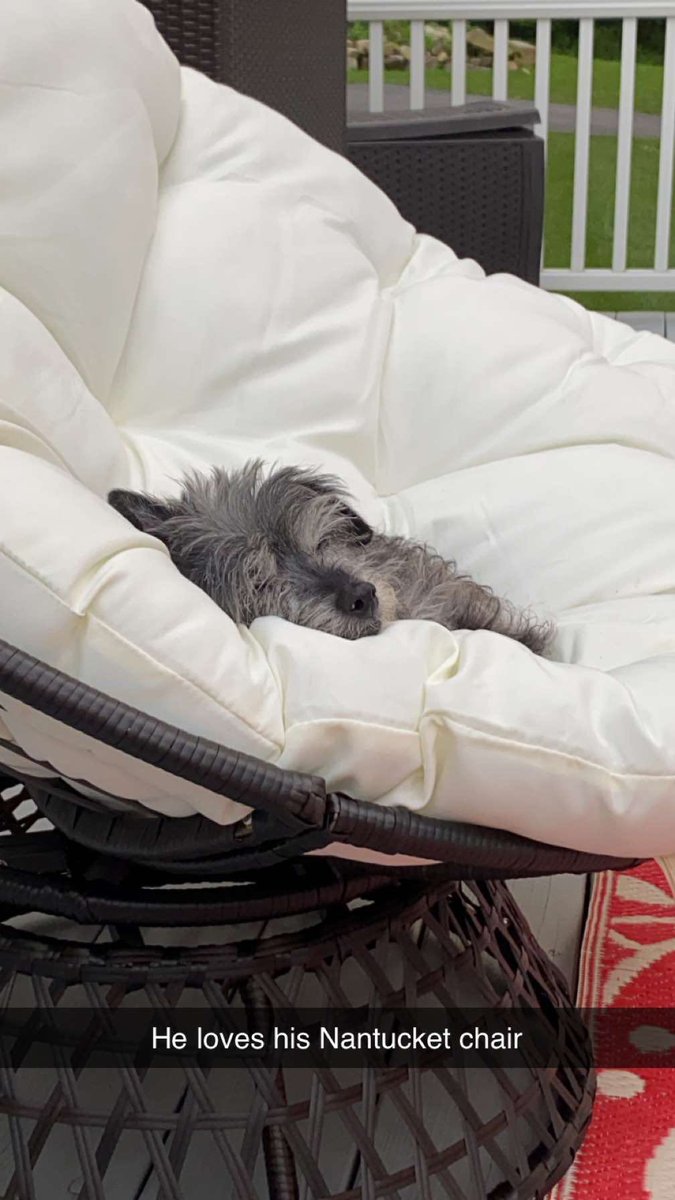 Smelly is lounging around living his best life. #dogs #loungearound #MondayMood #sleepydogs #yorkiepoo