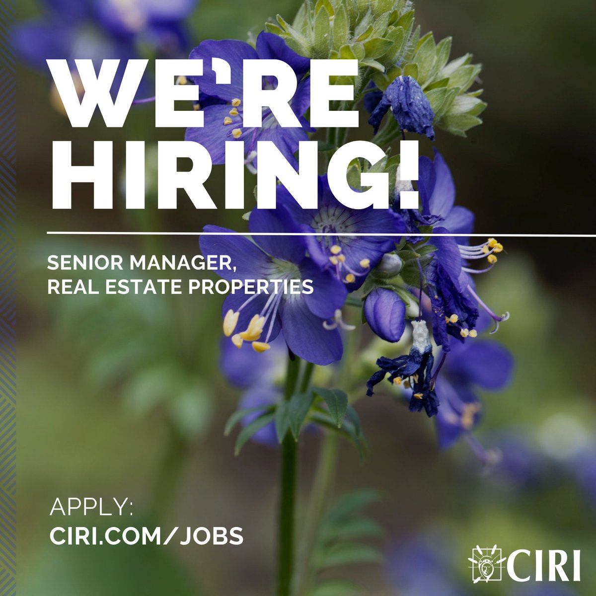 Cook Inlet Region (@ciri) on Twitter photo CIRI is currently recruiting for a Sr. Manager, Real Estate Properties position based in Anchorage. ๐ผ To apply, visit ciri.com/careers/jobs. CIRI Shareholders and Descendants are strongly encouraged to apply! ๐
#WeAreHiring #JobOpportunity #AnchorageJobs CIRI is currently recruiting for a Sr. Manager, Real Estate Properties position based in Anchorage. ๐ผ To apply, visit ciri.com/careers/jobs. CIRI Shareholders and Descendants are strongly encouraged to apply! ๐
#WeAreHiring #JobOpportunity #AnchorageJobs