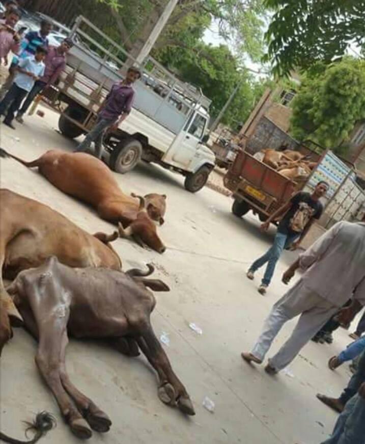 Profdilipmandal's tweet photo. गाय अगर माता है तो माता के मरने पर अंतिम संस्कार भी अपने हाथों से करना चाहिए। माता को प्लास्टिक खाने के लिए सड़कों पर छोड़ देने वालों को और उनके मरने पर अंतिम संस्कार का ज़िम्मा किसी और पर डाल देने वालों को शास्त्रों में कुपुत्र कहा गया है। - आचार्य दिलीप मंडल https://t.co/RwAfEslIuJ