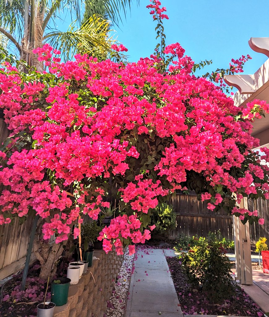 Sanjotapurohit's tweet photo. My backyard has turned pink 😍 https://t.co/cfCTT5upAw