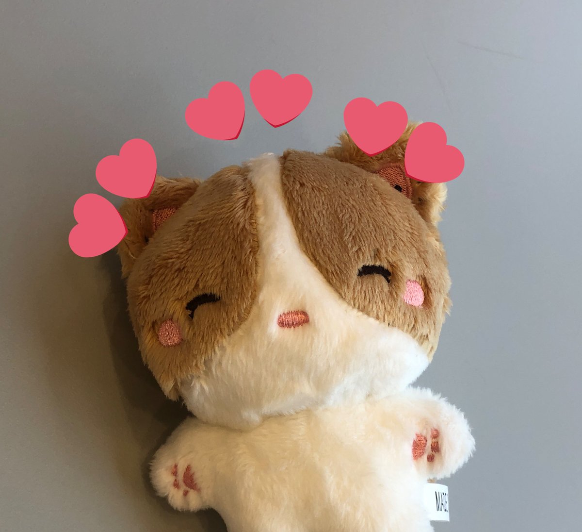 roongyang2's tweet photo. 🐱사진 후기 올려주시면 총대가 기뻐합니다,, 여러분의 룽양이를 자랑해주세요🫶 https://t.co/g96SK4i2Fd